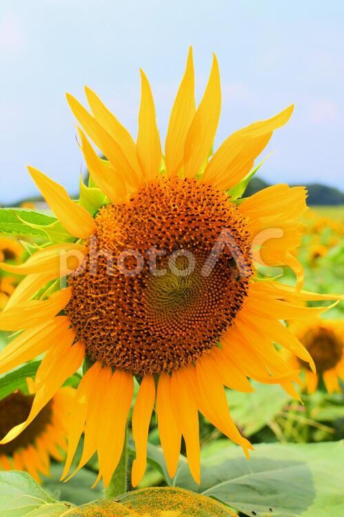ひまわりとミツバチ５（高解像度写真有り） ひまわり,ミツバチ,蜂の写真素材
