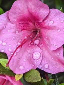 Azalea flowers after the rain, JPG Azalea flowers after the rain, JPG