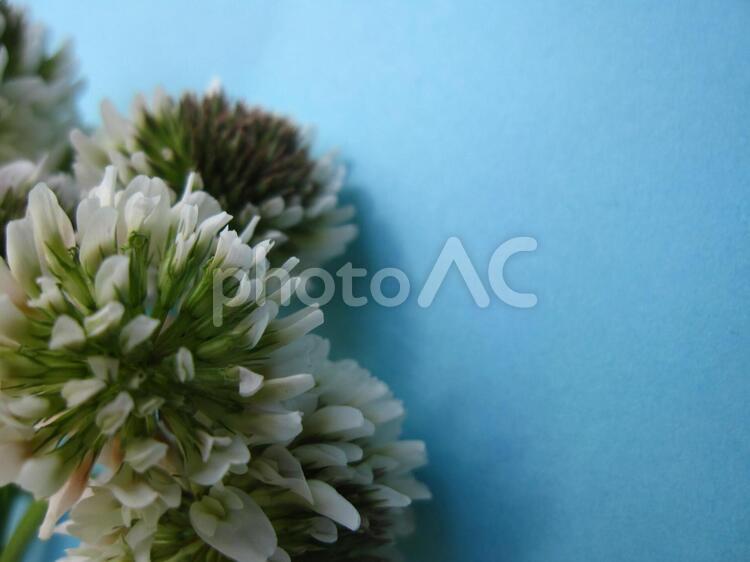 しろつめぐさ 白爪草,花,白い花の写真素材