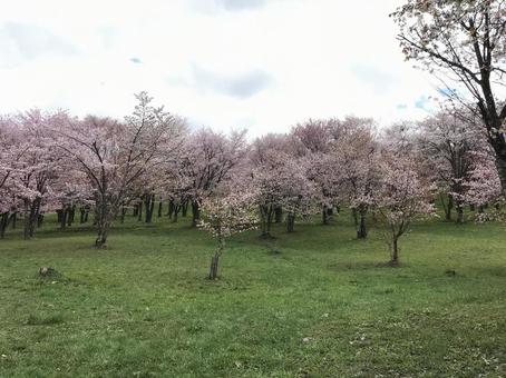 桜並木 桜並木の写真