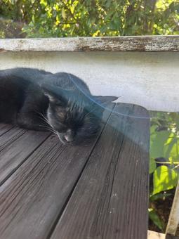 お昼寝ねこ お昼寝ねこの写真