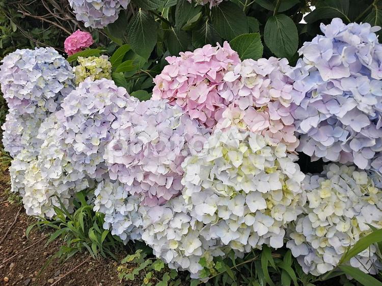あじさい　ユーチューブ動画編集素材 アジサイ,紫陽花,あじさいの写真素材