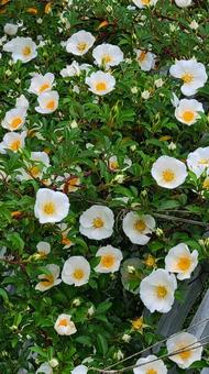 花 難波バラ,白い花,緑の写真素材