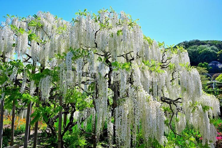 藤の花（栃木あしかがフラワーパーク） 花,藤,フジの写真素材