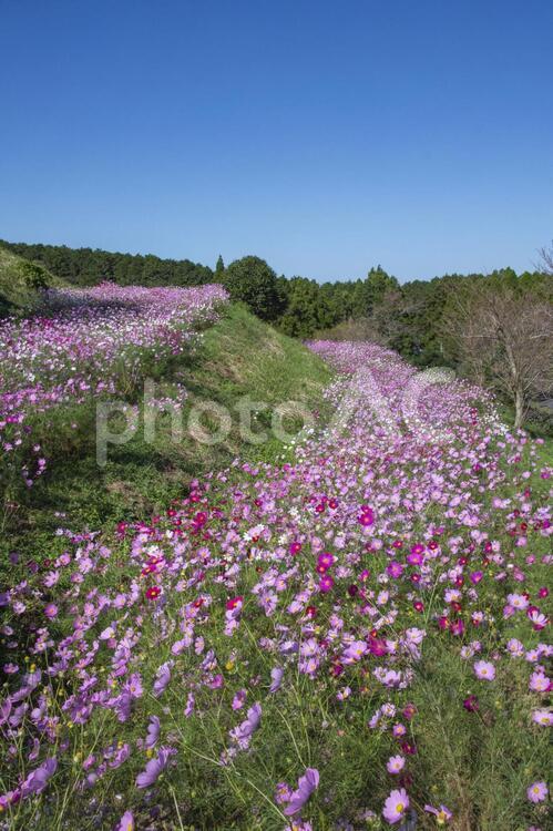 コスモスの花畑　鹿児島県　上場高原 コスモス,秋桜,花の写真素材