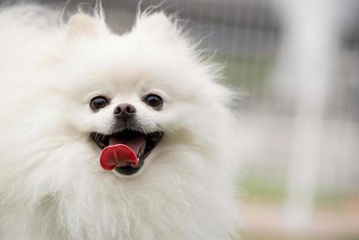 白いポメラニアン 犬,ポメラニアン,ポメの写真素材