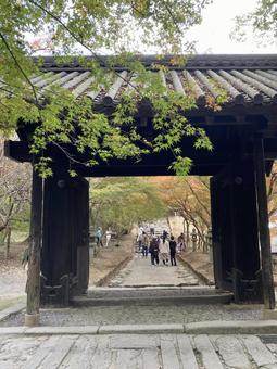 垂裕神社・黒門 福岡県朝倉市秋月,紅葉,黄葉の写真素材