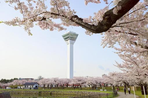 五稜郭タワーと桜 五稜郭タワーと桜 桜,五稜郭タワー,さくらの写真素材