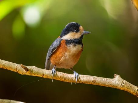 枝にとまるヤマガラ ヤマガラ,野鳥,鳥の写真素材