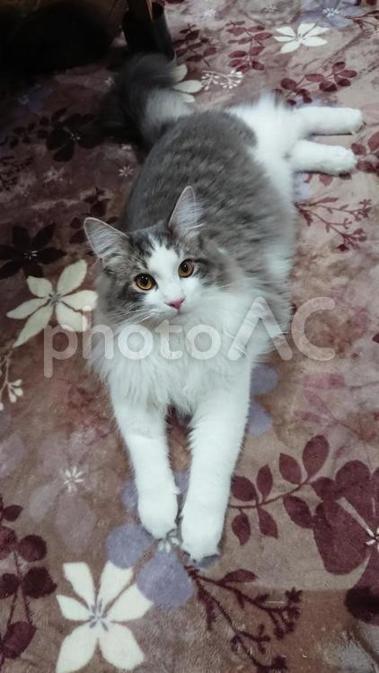 かっこいい猫 ネコ,ねこ,にらめっこの写真素材