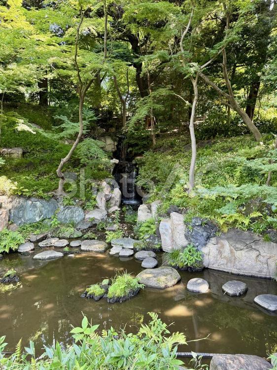 旧古河邸  旧古河庭園  7月の日本庭園 夏,ガーデン,旧古河庭園の写真素材