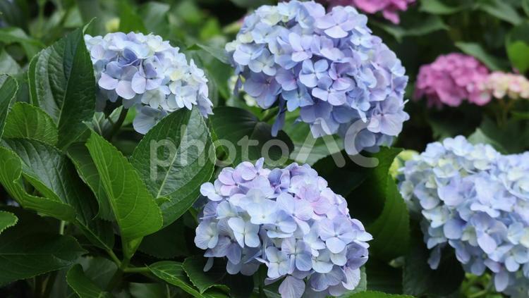 梅雨の晴れ間に紫の競演 アジサイ,あじさい,紫陽花の写真素材