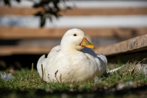 日向でくつろぐ白いアヒル アヒル,白いアヒル,水鳥の写真素材