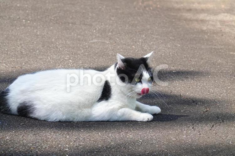 舌を出す白黒猫 保護猫,猫,ネコの写真素材