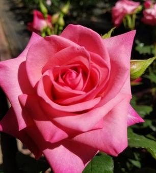 鮮やかなピンクのバラ 鮮やかなピンクのバラの写真