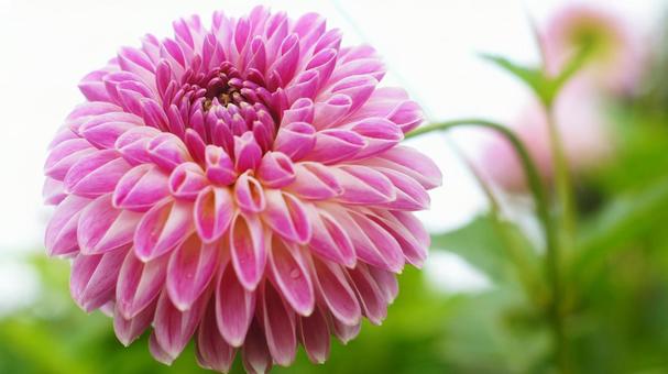 秋のダリア園-898 ダリア,ピンク,ボール咲きの写真素材