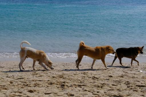 砂浜の犬 砂浜の犬の写真