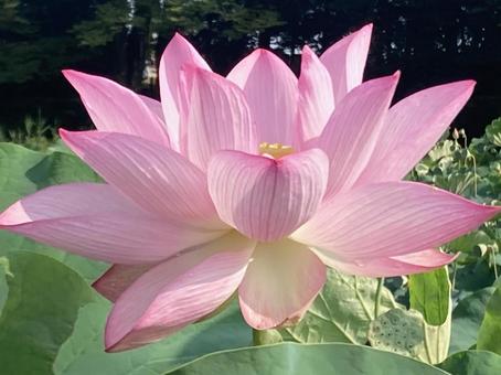 美しい蓮の花 光輝く 美しい蓮の花 光輝くの写真