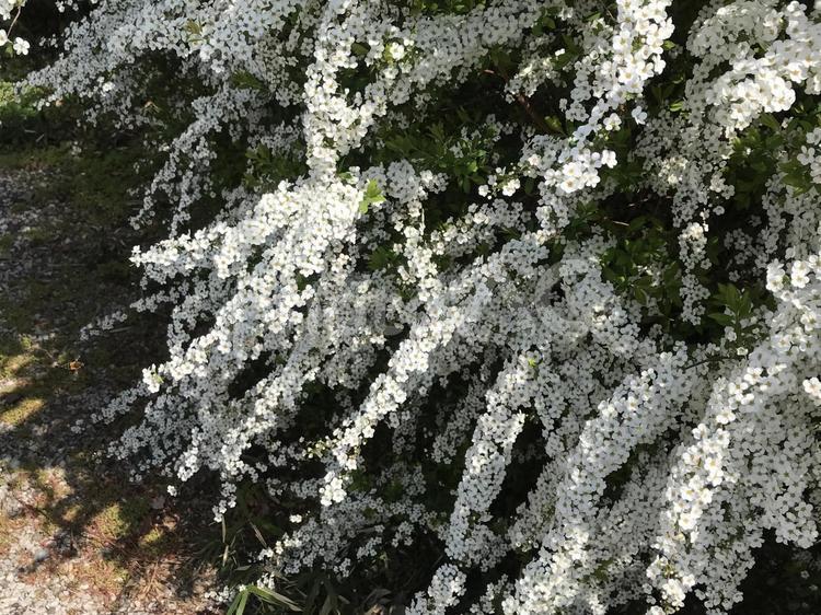 春の日差しを浴びるユキヤナギ ユキヤナギ,春の花,白い花の写真素材