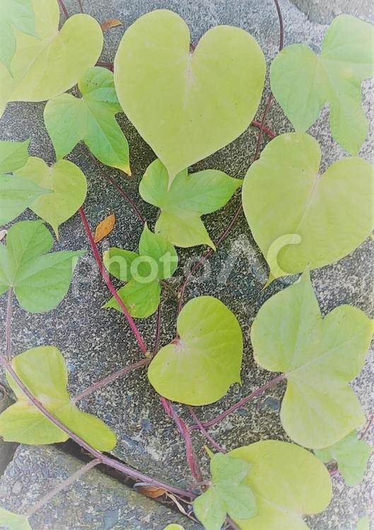 ハートのつるアートタテ型 グリーン,植物,ハート型の写真素材