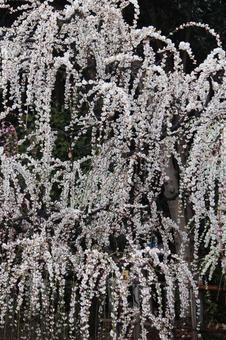 ウメの花 ウメの花の写真