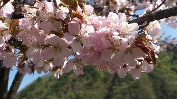 春の花・桜（紅山桜） 桜,景色,春の写真素材