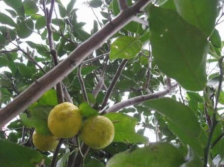 柚子　緑から黄色へ　実りの写真