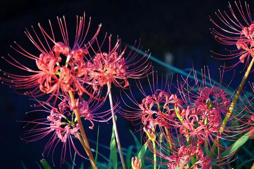 光と影の彼岸花群生 光と影の彼岸花群生 彼岸花,曼珠沙華,ヒガンバナの写真素材