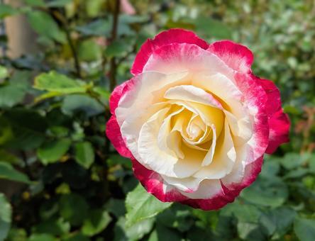 Rose, JPG