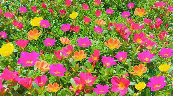ポーチュラカ8 ポーチュラカ8 花,紫の花,黄色い花の写真素材