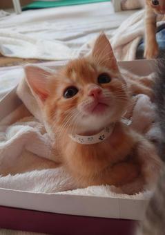 見上げた視線にズッキューン 見上げた視線にズッキューン ペット,かわいい,ふわふわの写真素材
