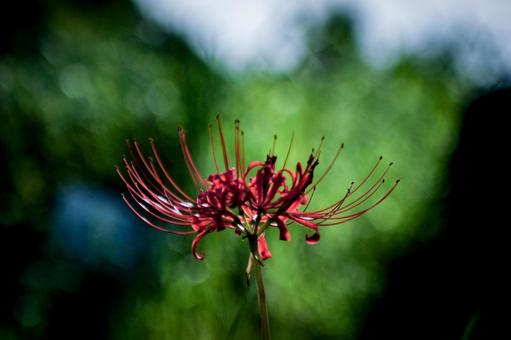 ＜素材＞秋の公園に咲く真っ赤なヒガンバナ 彼岸花,ヒガンバナ,曼珠沙華の写真素材