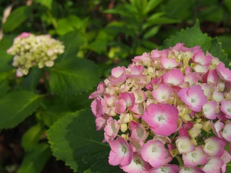 あじさいの写真