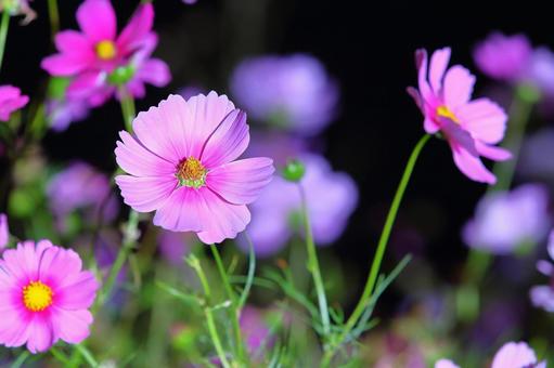 Cosmos, JPG