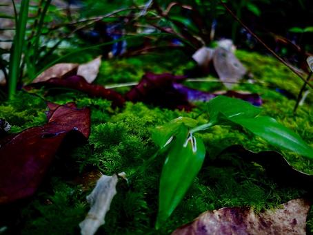 苔類 苔類の写真