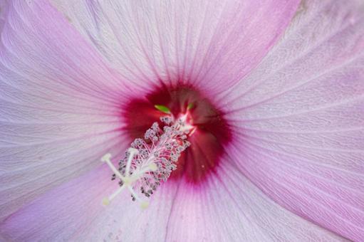 花 花の写真