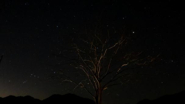 枝先に揺れる星の灯 枝先に揺れる星の灯の写真