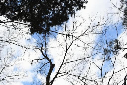 見上げた先 見上げた先の写真