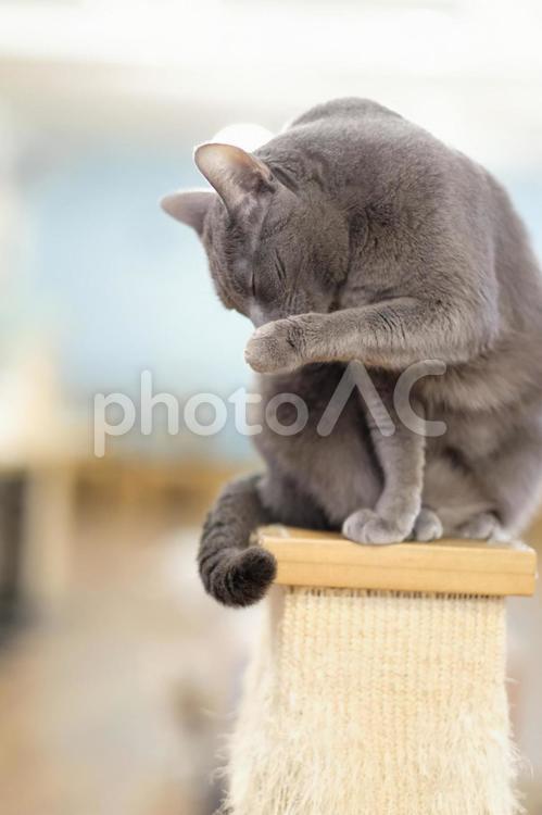 釜山で出会った猫たちが可愛すぎた 釜山,プサン,busanの写真素材