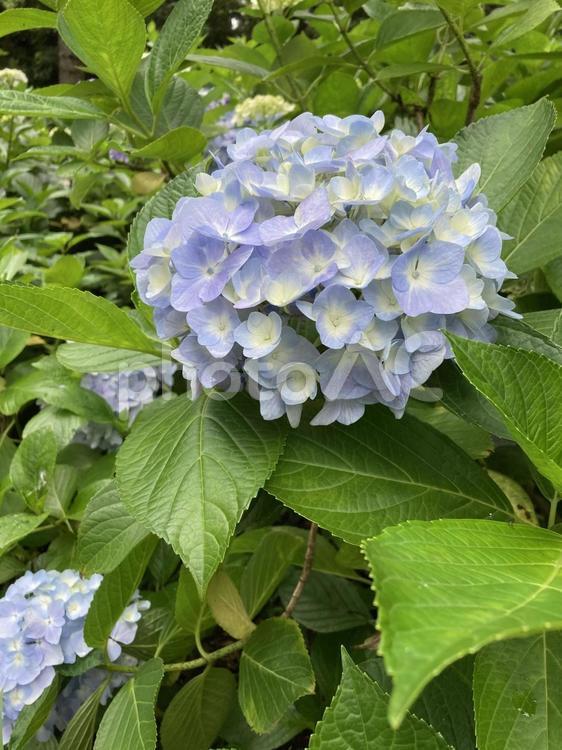 梅雨空に映えるアジサイの花 アジサイ,紫陽花,梅雨の写真素材
