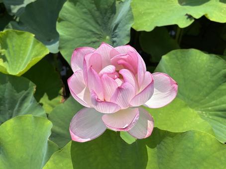 Lotus, JPG