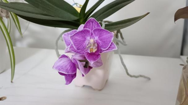 Photo, mini phalaenopsis orchid, flower, plant, 