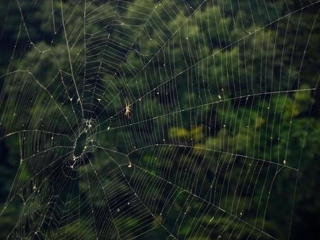 蜘蛛の巣 蜘蛛の巣の写真