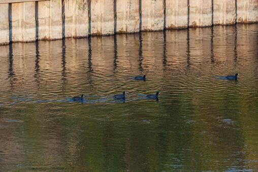 川をのんびり泳ぐオオバンの群れ オオバン,クイナ科,水鳥の写真素材