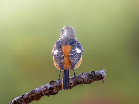 枝にとまるジョウビタキのオス ジョウビタキ,ジョビオ,ジョウビタキのオスの写真素材