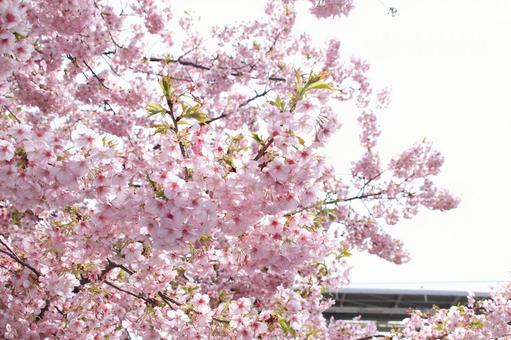 河津桜 満開! 河津桜 満開!の写真