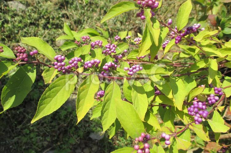 ムラサキシキブの実 ムラサキシキブ,実,植物の写真素材