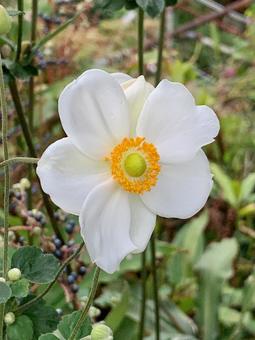 秋明菊　白 秋明菊,白,秋の写真素材