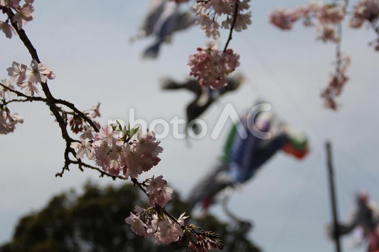 桜と鯉のぼり こいのぼり,さくら,アップの写真素材
