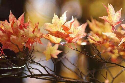 風に揺れるカエデの写真